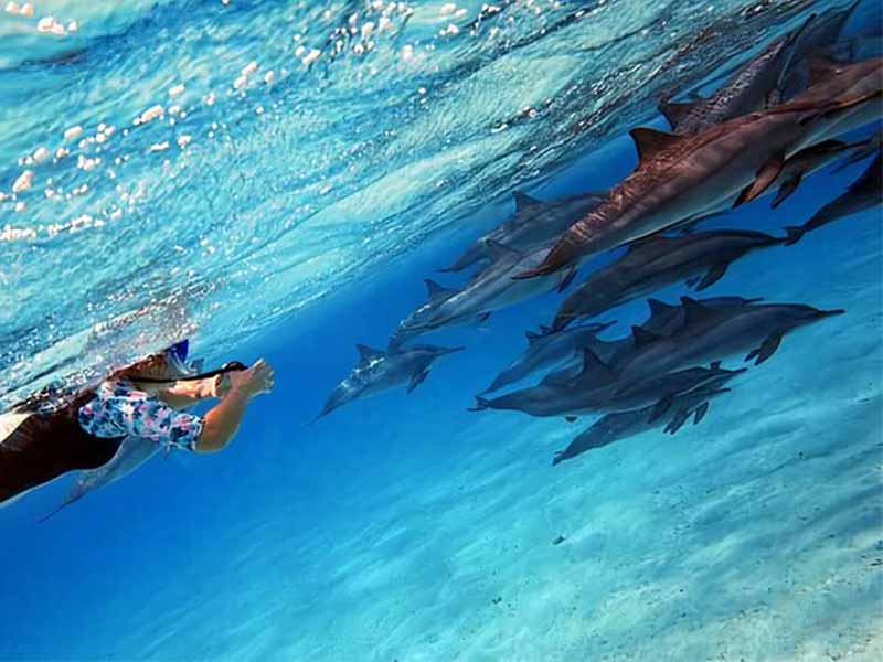 DOLPHIN HOUSE