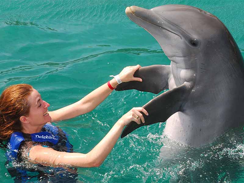 dolphin house