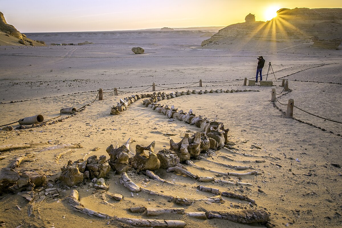 Overnight Camping Trip to El-Fayoum Oasis from Cairo, 2 days.